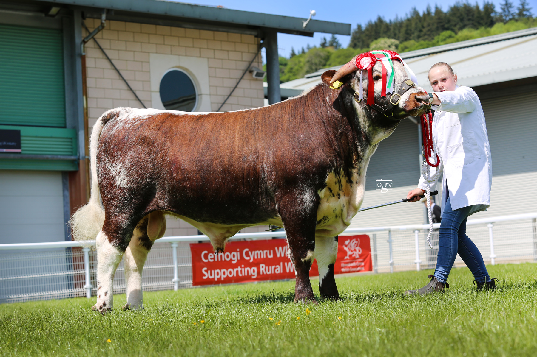 A bull in a showing ring with his handler